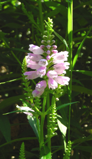 obedient plant 5